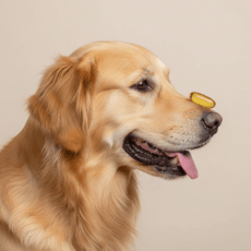 Vitaminai ir papildai šunims