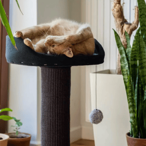 Ecomfy draskyklė Alex, su lentyna, pilka, 67.5cm - papildoma nuotrauka 3