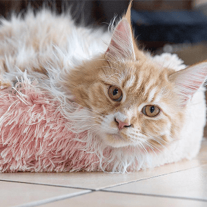 Happet guolis gyvūnui, rožinis, XS 40cm - papildoma nuotrauka 3